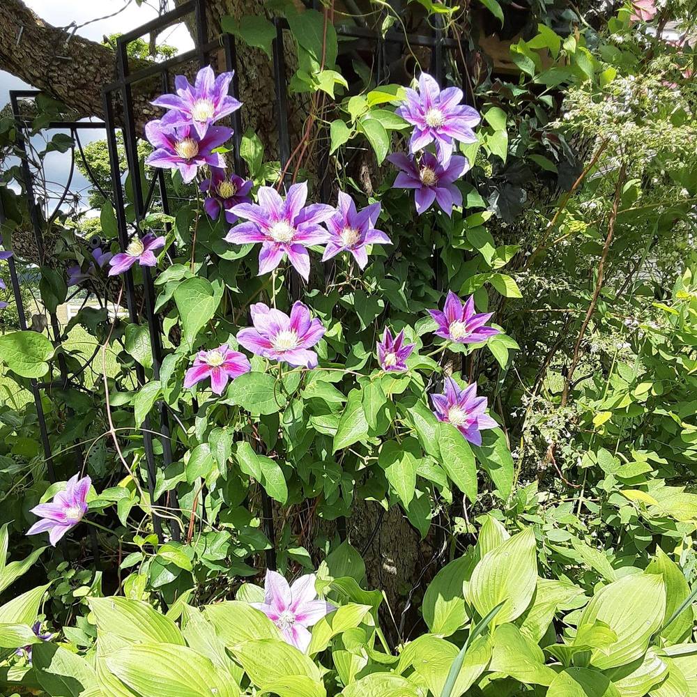 Meet your Posher, Renee